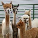 Alpacas